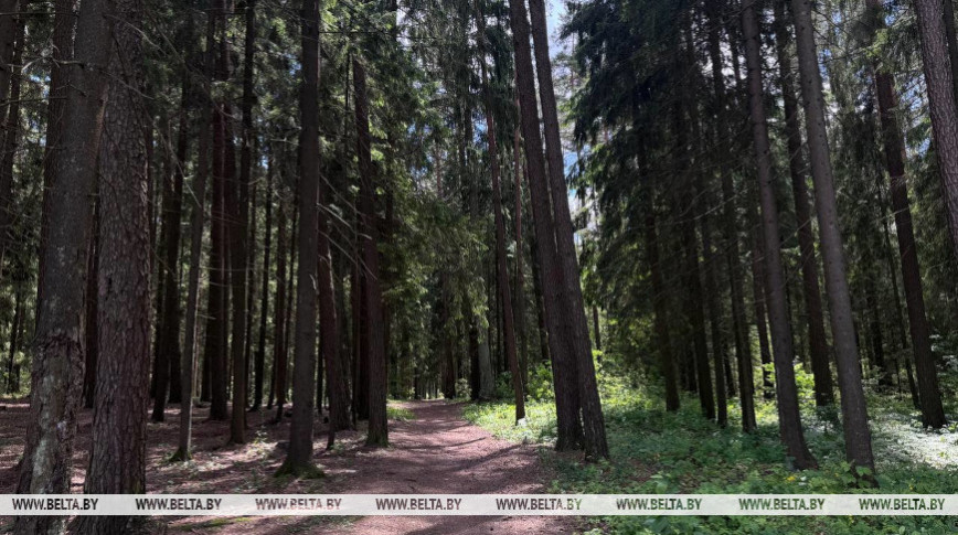 Ограничения на посещение лесов действуют в 86 районах Беларуси