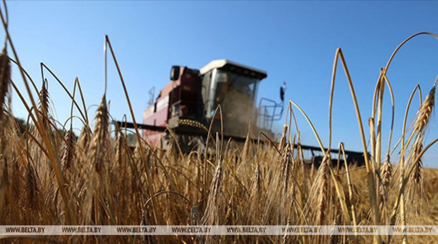 Belarus’ grain harvest past 8.8mn tonnes