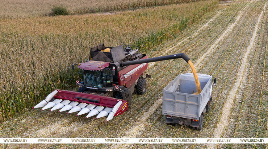 Belarus’ grain harvest past 10.1m tonnes