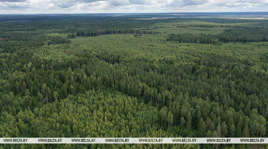 Belarus among Europe’s ten countries with most forest cover